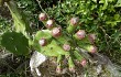 Vista previa de Opuntia monacantha