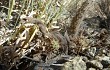Anteprima di Opuntia pubescens