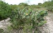 Preview photo Opuntia rioplatense