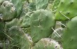 Anteprima di Opuntia rioplatense