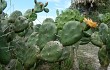 Preview photo Opuntia rioplatense