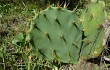 Preview photo Opuntia stricta