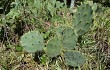 Preview photo Opuntia stricta