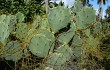 Anteprima di Opuntia stricta