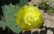 Preview photo Opuntia stricta