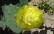 Anteprima di Opuntia stricta