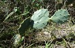 Anteprima di Opuntia stricta