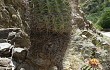 Vista previa de Parodia ocampoi