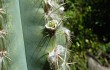 Preview photo Pilosocereus catingicola