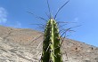Preview photo Corryocactus brevistylus