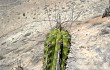 Vista previa de Corryocactus brevistylus