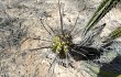 Anteprima di Corryocactus brevistylus