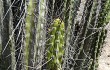 Preview photo Corryocactus brevistylus