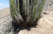 Vista previa de Corryocactus brevistylus