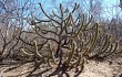 Anteprima di Pilosocereus gounellei