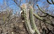 Preview photo Pilosocereus gounellei