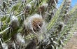 Preview photo Pilosocereus gounellei