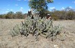 Vista previa de Pilosocereus gounellei