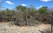 Preview photo Pilosocereus gounellei