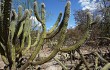 Preview photo Pilosocereus gounellei