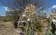 Preview photo Pilosocereus gounellei