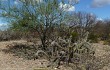 Anteprima di Pilosocereus gounellei