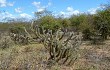 Preview photo Pilosocereus gounellei