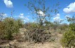 Anteprima di Pilosocereus gounellei