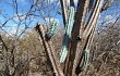 Vista previa de Pilosocereus pentaedrophorus