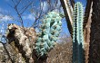 Anteprima di Pilosocereus pentaedrophorus