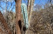 Vista previa de Pilosocereus pentaedrophorus