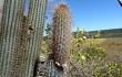 Preview photo Pilosocereus zehntneri