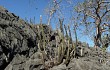 Anteprima di Pilosocereus zehntneri