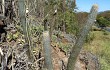 Preview photo Pilosocereus zehntneri