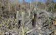 Anteprima di Pilosocereus zehntneri