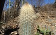 Anteprima di Pilosocereus zehntneri