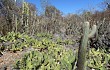 Preview photo Pilosocereus zehntneri