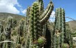 Preview photo Corryocactus melanotrichus