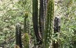 Vista previa de Corryocactus melanotrichus