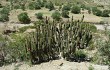 Anteprima di Corryocactus melanotrichus