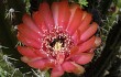 Preview photo Corryocactus melanotrichus