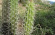 Anteprima di Corryocactus melanotrichus