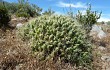 Anteprima di Cumulopuntia boliviana