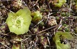 Anteprima di Cumulopuntia boliviana