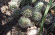 Anteprima di Echinopsis aurea