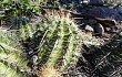 Anteprima di Echinopsis aurea