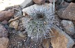 Anteprima di Echinopsis aurea