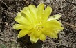 Anteprima di Echinopsis aurea