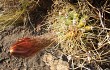 Preview photo Echinopsis candicans