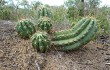 Anteprima di Echinopsis candicans